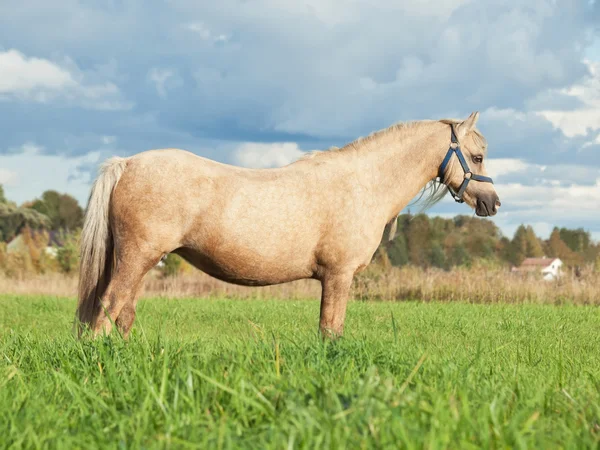 Palomino represa de pony galés en el campo —  Fotos de Stock