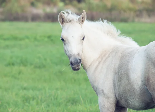 Portrait of pony foal in the pasture — Stock Photo, Image