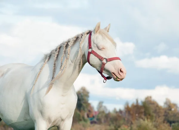 Crema gallese pony diga nel campo — Foto Stock