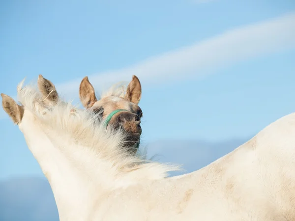Foales de poney gallois dans le pâturage — Photo