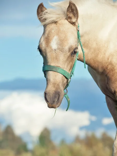 Porträtt av welsh ponny föl i Hagen — Stockfoto