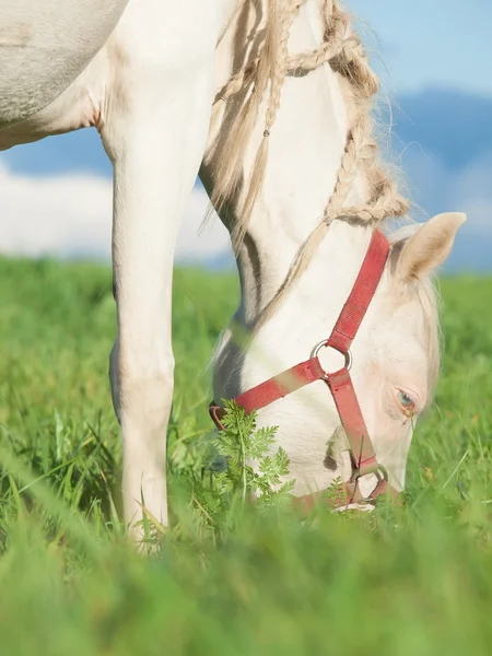 Portrait de poney crémelle pâturage — Photo