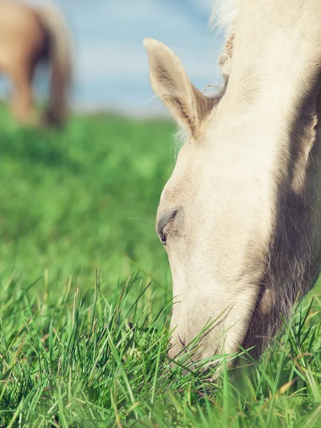 Porträtt av betande welsh ponny föl i Hagen — Stockfoto