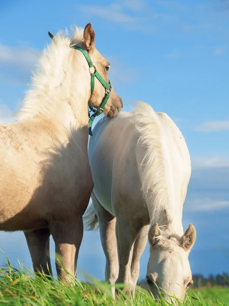 Welsh pony foales in the pasture at sky background — Stock Photo, Image