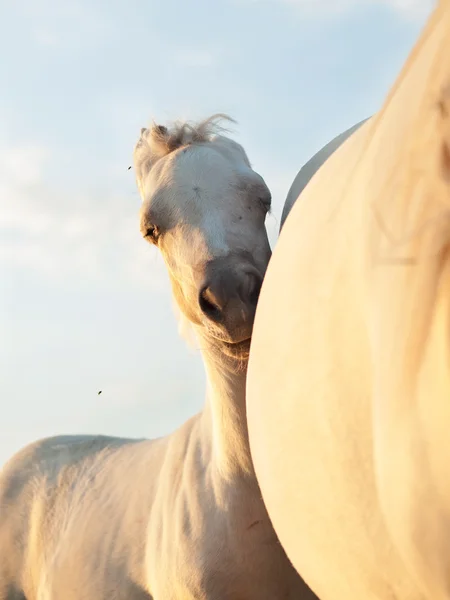 Cremello welsh pony foal with mom at sunset — Stock Photo, Image