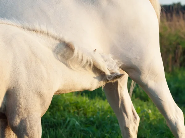 Little foal eating mom — Stock Photo, Image