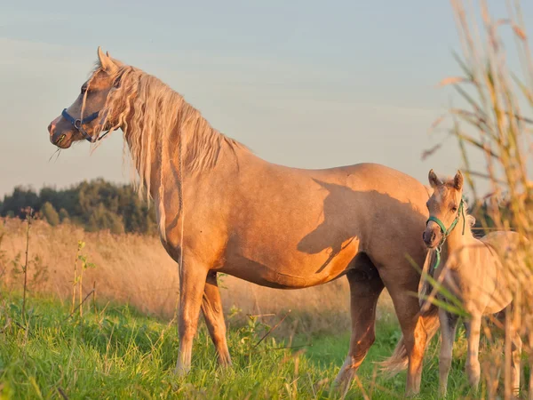 Represa de pony galés con potro al atardecer — Foto de Stock