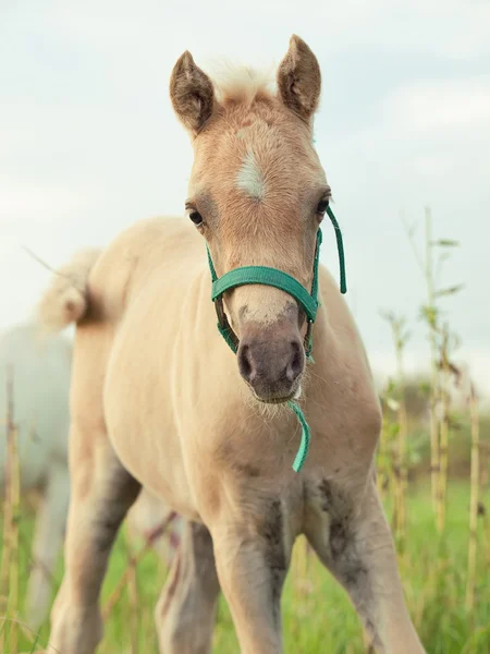 Porträtt av welsh ponny föl — Stockfoto