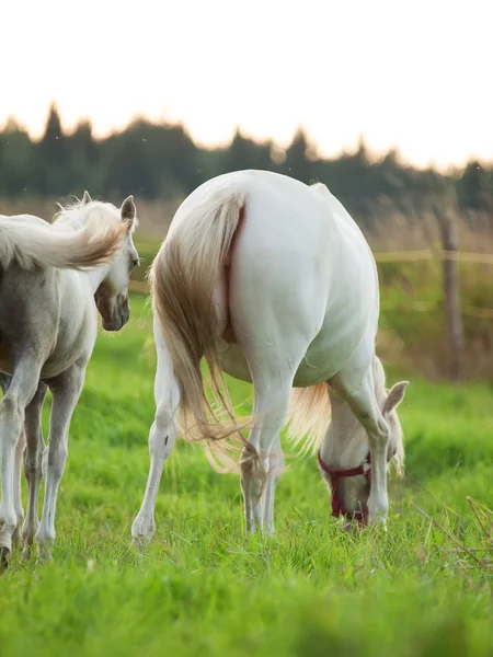 Bruin welsh pony veulen met moeder. — Stockfoto