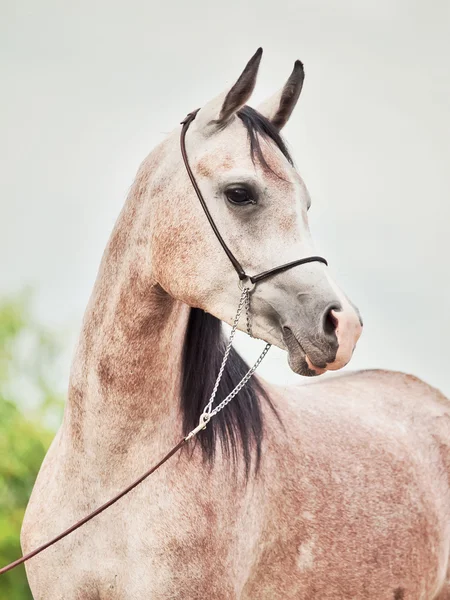 Portrait of young arabian mare — Stock Photo, Image