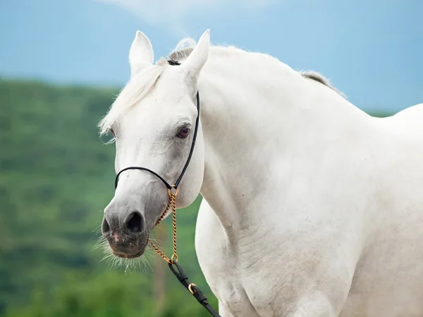 Garanhão árabe incrível branco — Fotografia de Stock