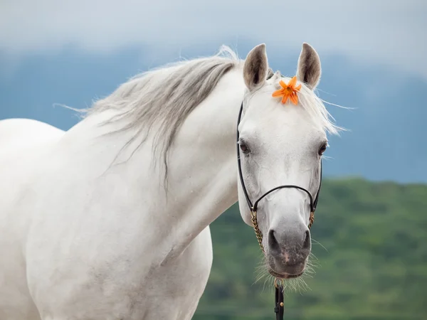 Portré, csodálatos fehér arab mén, narancs virág — Stock Fotó