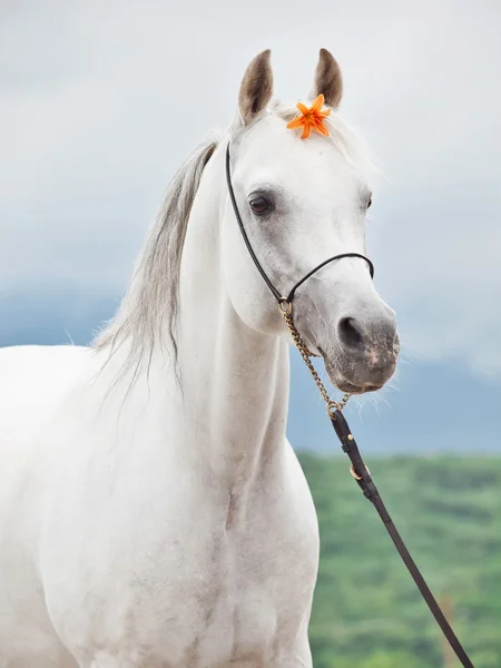 Retrato de garanhão árabe incrível branco com flor de laranja — Fotografia de Stock