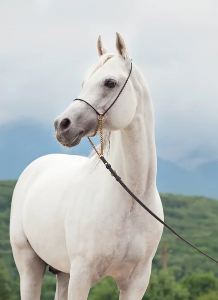 Bianco sorprendente arabo stallone a cielo sfondo — Foto Stock