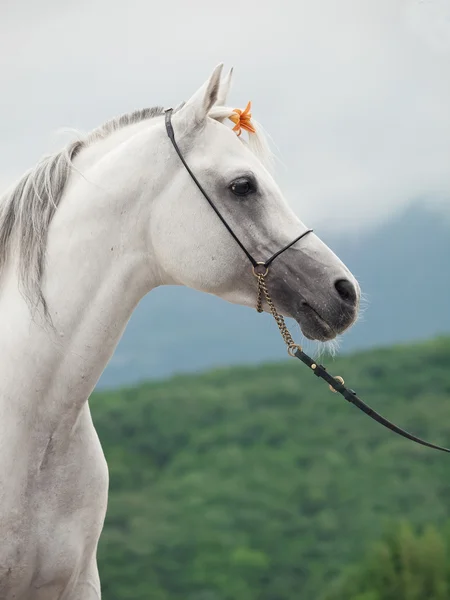 Portrait of white amazing arabian stallion with orange flower — Stock Photo, Image