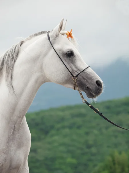 Porträtt av vit fantastisk arabisk hingst med orange blomma — Stockfoto