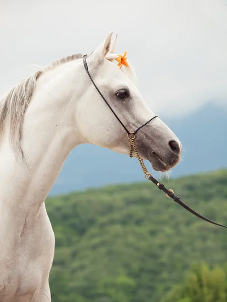 Porträtt av vit fantastisk arabisk hingst med orange blomma — Stockfoto