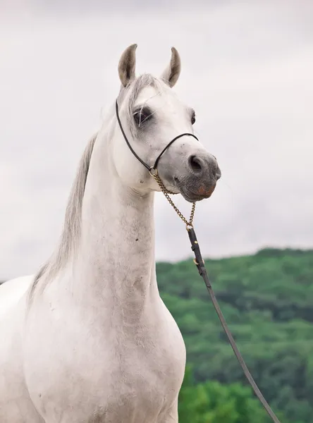 Meraviglioso stallone arabo bianco — Foto Stock