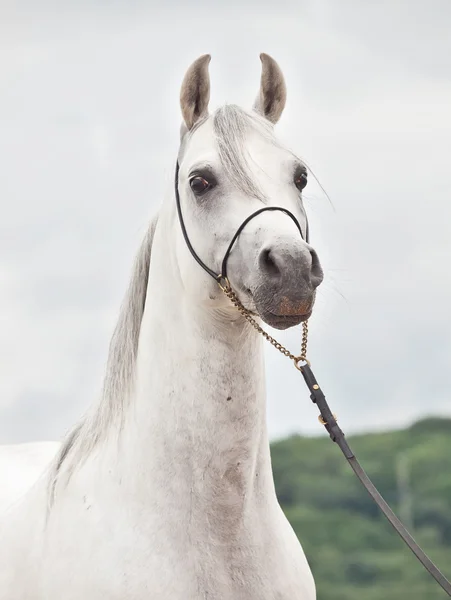 Vit underbar arabian stallion — Stockfoto