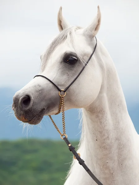Portrait of white wonderful purebred arabian stallion — Stock Photo, Image