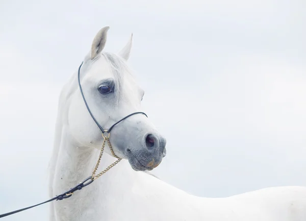 Μαλακό πορτρέτο του λευκό υπέροχο αραβικό άλογο στο φόντο του ουρανού — Φωτογραφία Αρχείου