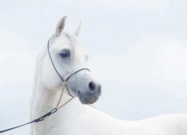 Retrato suave de caballo árabe maravilloso blanco en el fondo del cielo —  Fotos de Stock