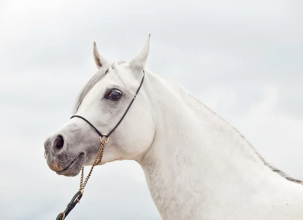 Portret van witte prachtige rasechte Arabische hengst — Stockfoto