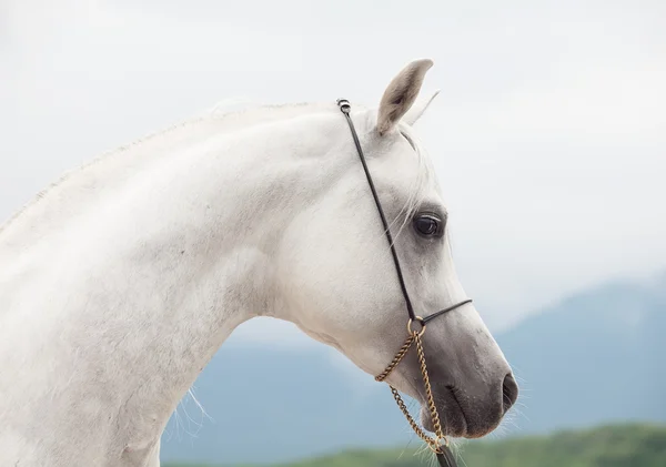 Ritratto di meraviglioso stallone arabo di razza bianca — Foto Stock