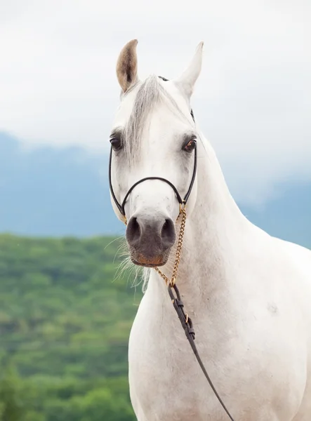 Retrato de branco maravilhoso puro raça cavalo árabe — Fotografia de Stock