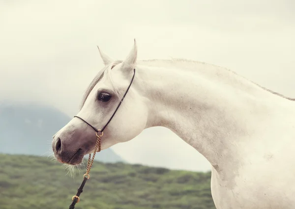 Porträtt av vita underbara renrasiga arabian stallion — Stockfoto