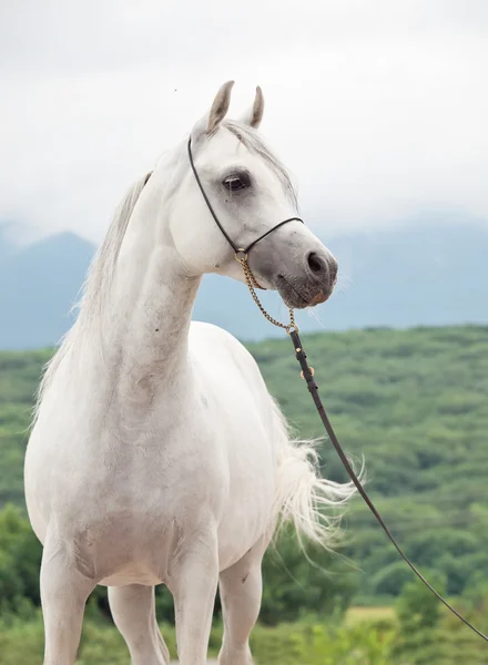 Bianco bello stallone arabo di razza pura — Foto Stock