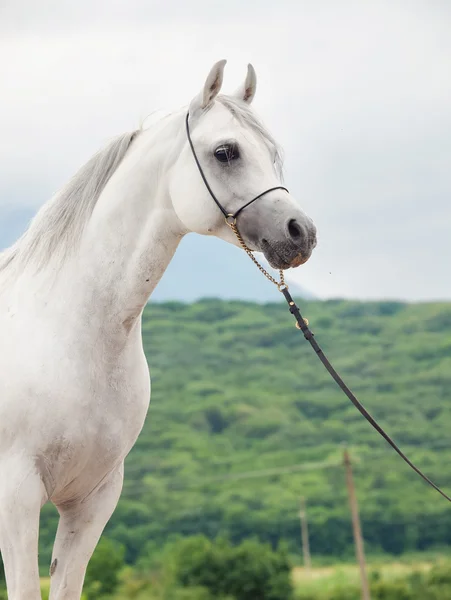 Bílý krásná čistokrevná Arabský hřebec — Stock fotografie