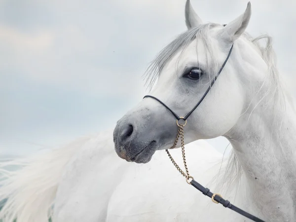 Soft portrait of white wonderful arabian stallion at sky backgr — Stock Photo, Image