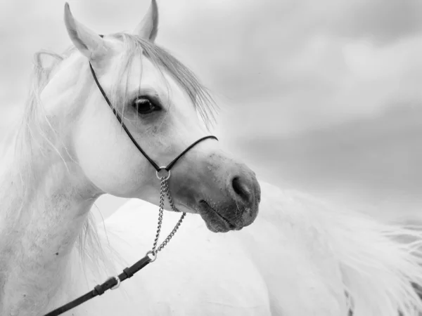 Portrait doux de blanc merveilleux étalon arabe au ciel backgr — Photo