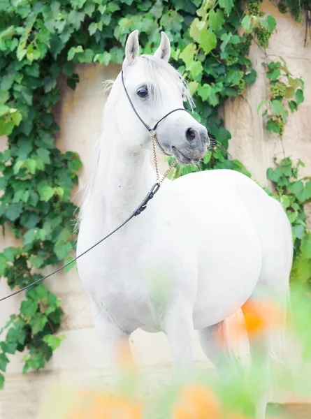 Üzüm arka plan, beyaz safkan Arap — Stok fotoğraf