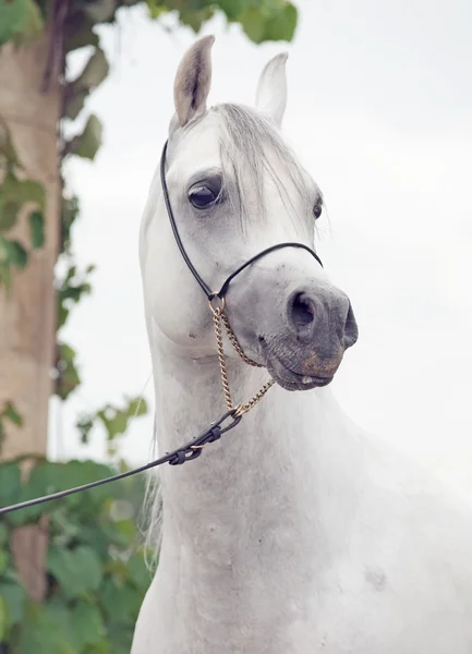 Porträtt av vit renrasiga arabiska — Stockfoto