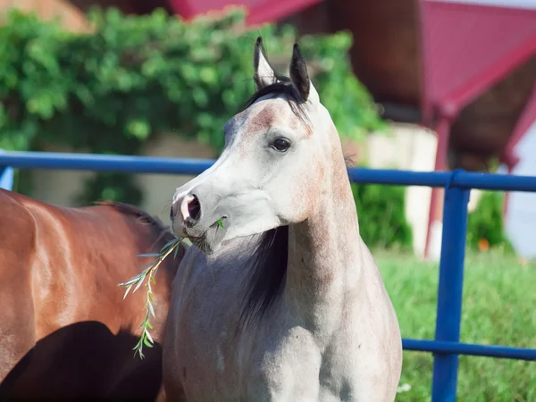 Portrait of arabian filly in the paddock — Stock Photo, Image