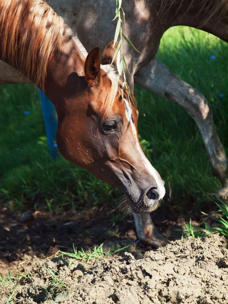 Portrait of arabian filly in the paddock — Stock Photo, Image