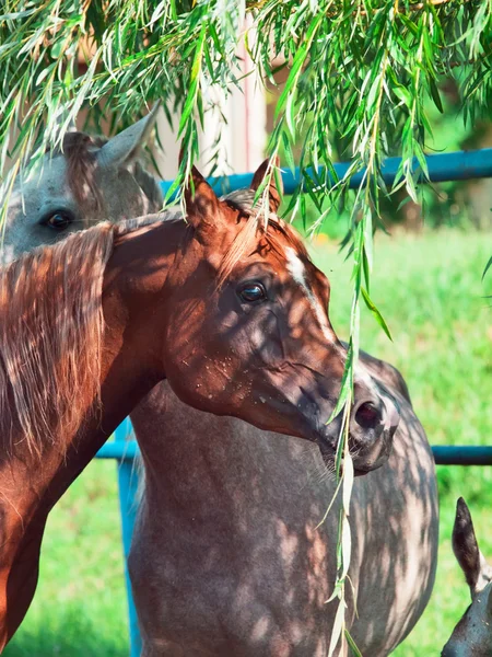 パドックでアラビアン牝馬 — ストック写真