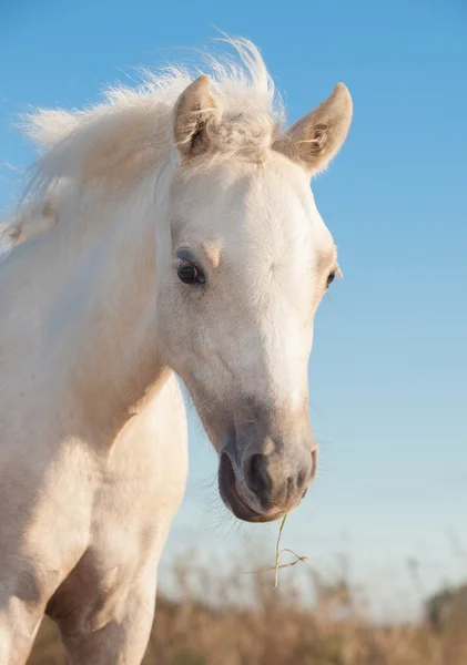 Portrait of cremello welsh pony filly — Stock Photo, Image