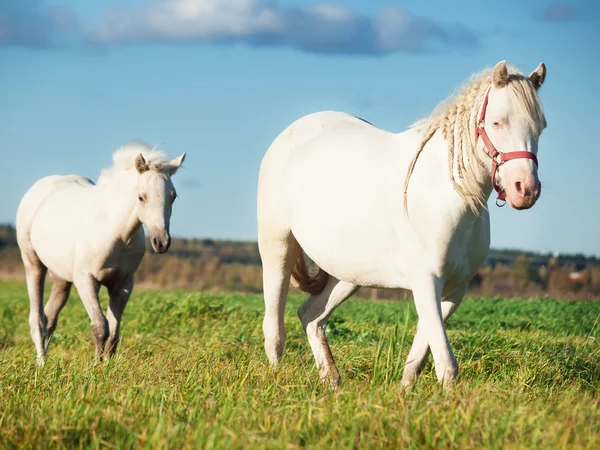Walking welsh pony with foal — Stock Photo, Image