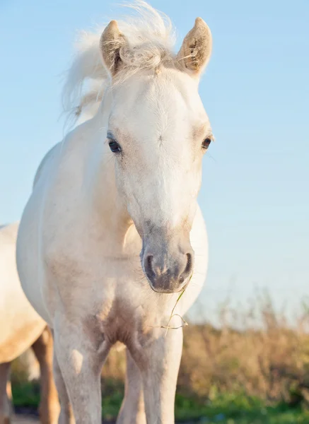 Portrait of cremello welsh pony filly — Stock Photo, Image