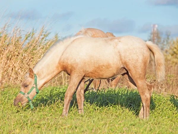 パロミノ ウェールズ ポニー馬は牧草地で — ストック写真