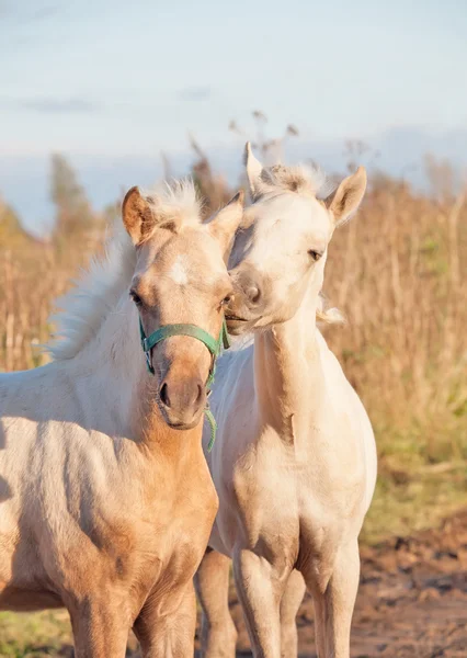 El aseo potros de pony — Foto de Stock