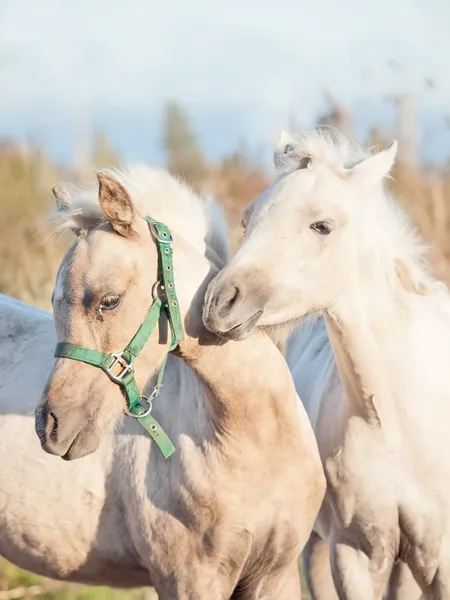 ポニーの子馬をグルーミングします。秋 — ストック写真