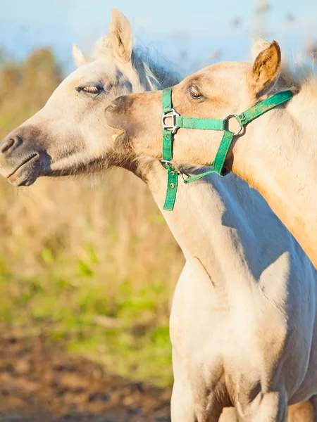 Pony Foals damat. Sonbahar — Stok fotoğraf