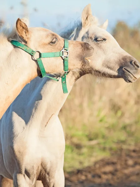 Pony Foals damat. Sonbahar — Stok fotoğraf
