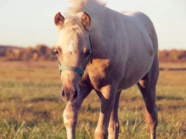 ウェールズのポニー馬は牧草地で. — ストック写真