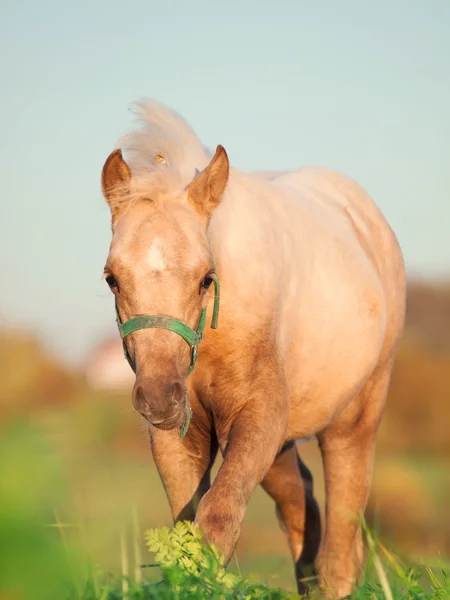 Potro pony galés en el campo . —  Fotos de Stock