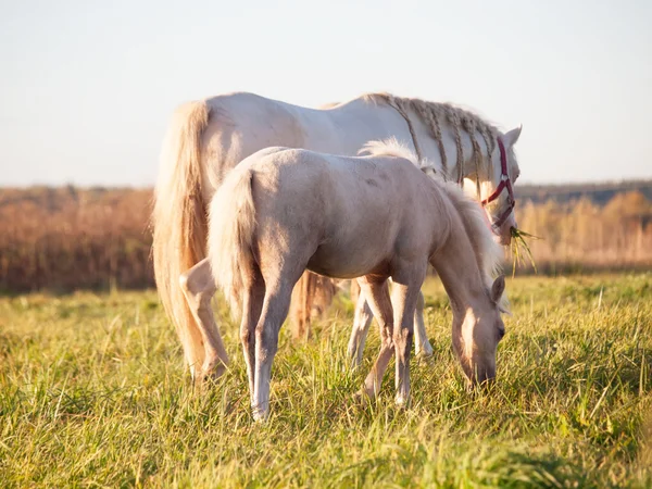 Crema gallese pony diga con puledro al tramonto — Foto Stock